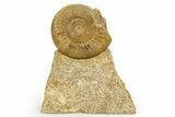 Jurassic Ammonite (Parkinsonia) Fossil - England #316263-1